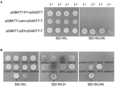 P1 of turnip mosaic virus interacts with NOD19 for vigorous infection